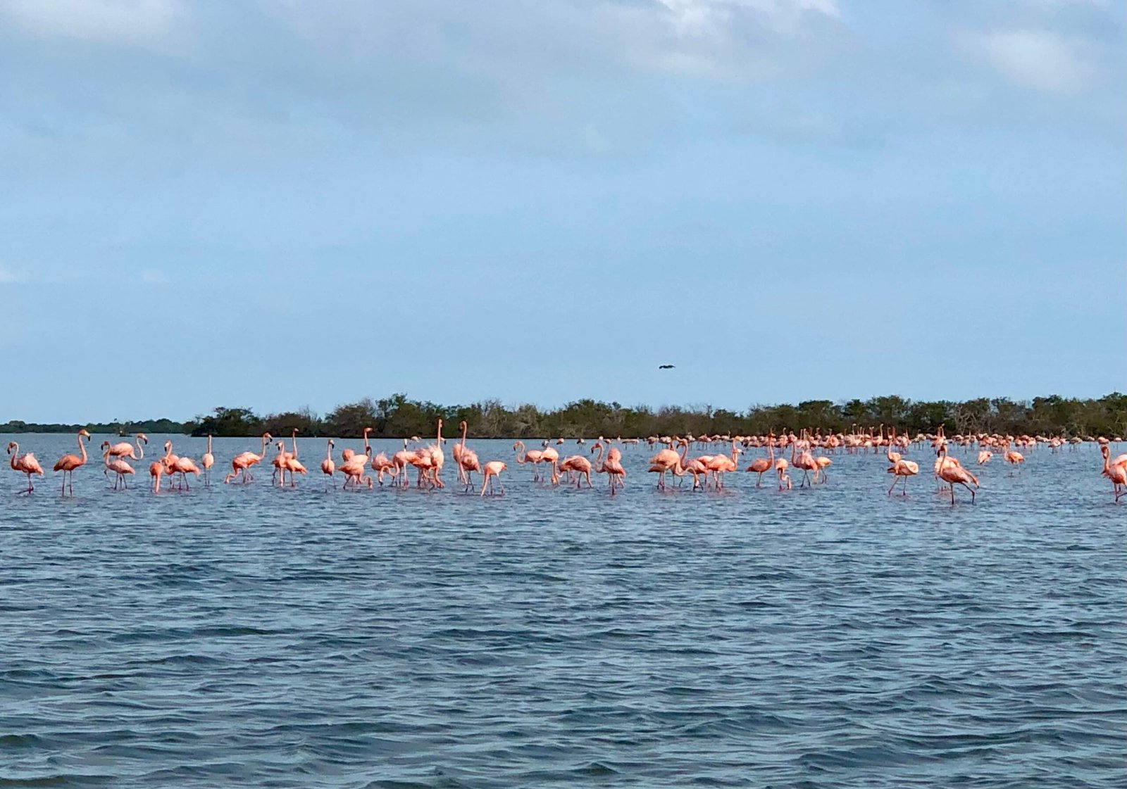 Flamencos Flamencos